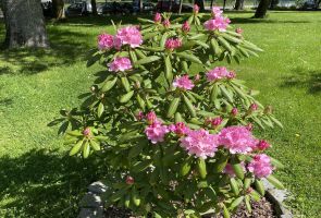 Różowy rododendron.