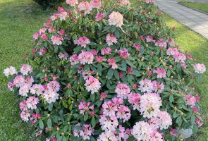 Różowy rododendron.