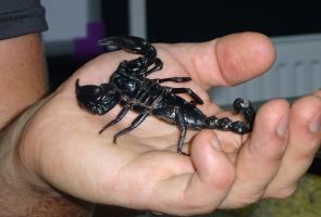 Żywy skorpion.