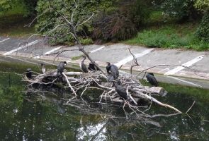 Grupa czarnych ptaków.