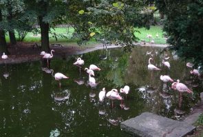 Flamingi na wybiegu.