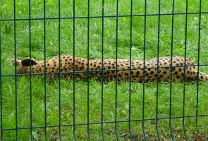 Gepard leżący w trawie.