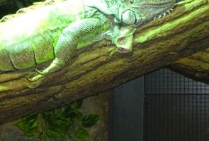 Iguana leżąca na gałęzi.