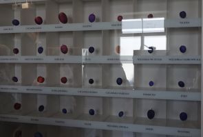 gablota z  różnymi rodzajami śliwek
