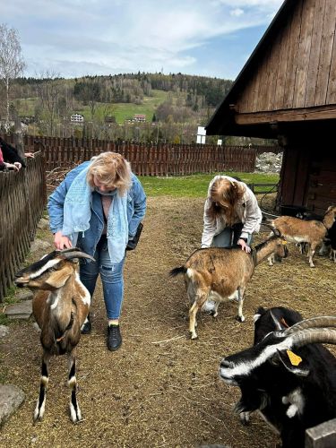 Czekają również na czesanie